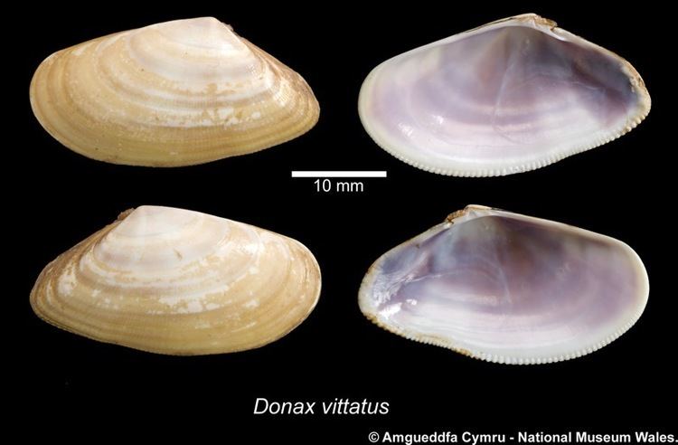 Donax (bivalve) Donax vittatus da Costa 1778 Marine Bivalve Shells of the