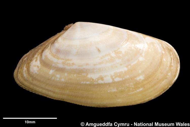 Donax vittatus Donax vittatus da Costa 1778 Marine Bivalve Shells of the