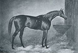 Doncaster (horse) httpsuploadwikimediaorgwikipediacommonsthu
