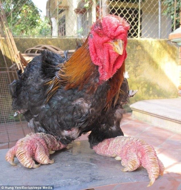 Dong Tao Dragon chickens of Vietnam have thighs that would give