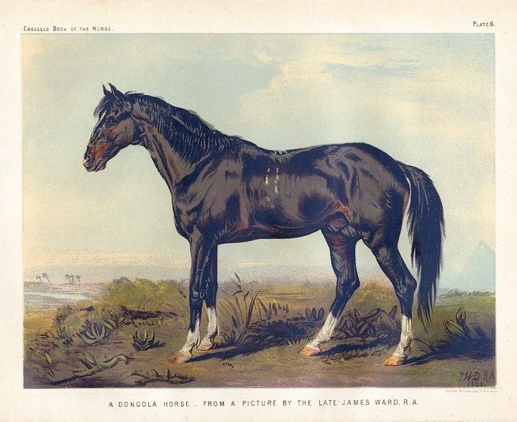Dongola horse DONGOLA HORSE RARE BREED CHROMOLITHOGRAPH HUNTING HORSE eBay