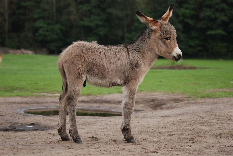 Donkey Donkey Wikipedia