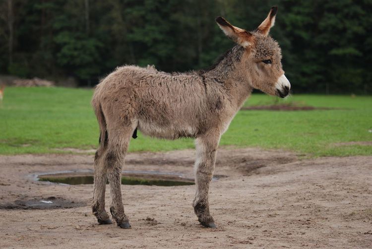 Donkey - Alchetron, The Free Social Encyclopedia