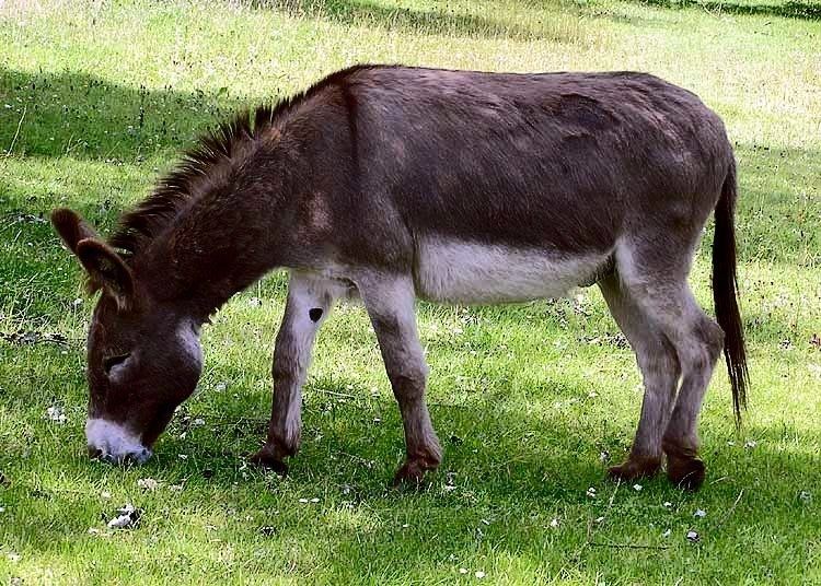 Donkey httpsuploadwikimediaorgwikipediacommons77