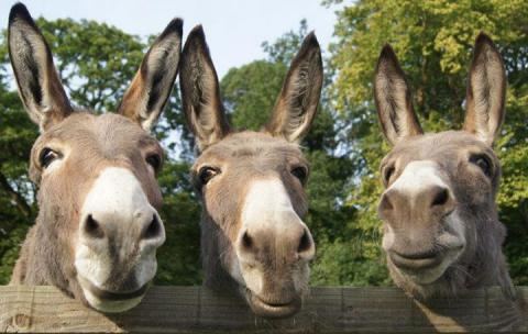 Donkey Visit us in Birmingham The Donkey Sanctuary