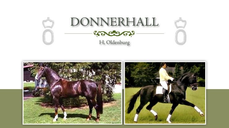 Donnerhall Stallions Donnerhall
