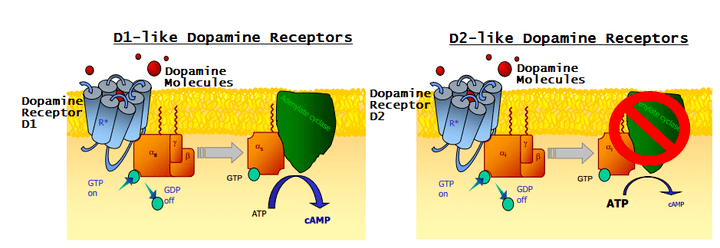 Dopamine receptor Neuroscience Fundamentals Psychiatric Drugs and The Brain