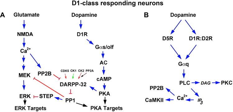 Dopamine receptor The Physiology Signaling and Pharmacology of Dopamine Receptors
