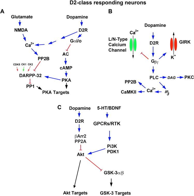 Dopamine receptor The Physiology Signaling and Pharmacology of Dopamine Receptors