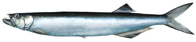 Dorab wolf-herring ADW Chirocentrus dorab INFORMATION