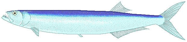 Dorab wolf-herring FileDorab wolfherringpng Wikimedia Commons