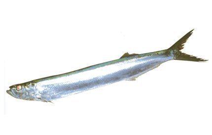 Dorab wolf-herring Dorab Wolf Herring productsThailand Dorab Wolf Herring supplier