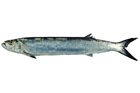 Dorab wolf-herring Chirocentrus dorab