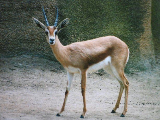 Dorcas gazelle Dorcas Gazelle Gazella dorcas