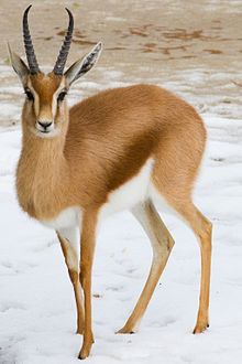 Dorcas gazelle httpsuploadwikimediaorgwikipediacommonsthu