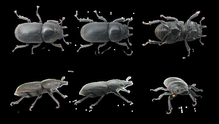 Dorcus FileDorcus parallelipipedus 6viewspng Wikimedia Commons
