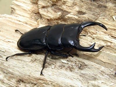 Dorcus curvidens Dorcus curvidens curvidens Ben39s Beetle Breeding Pages