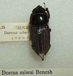 Dorcus miwai httpsuploadwikimediaorgwikipediacommonsthu