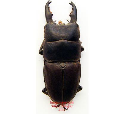 Dorcus taurus Insect Designs Beetles Lucanidae Dorcus taurus Philippines