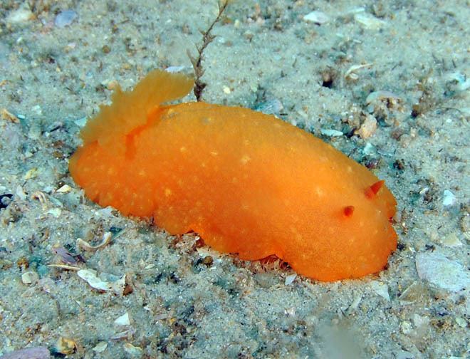 Doriopsilla Nudibranch Species of Nelson Bay Page Four