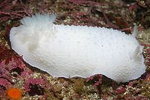 Doris (gastropod) httpsuploadwikimediaorgwikipediacommonsthu