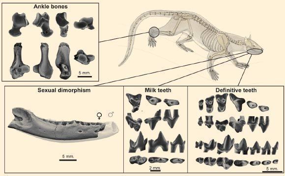 Dormaalocyon Dormaalocyon latouri Prehistoric Mammal Sheds Light on Origins of