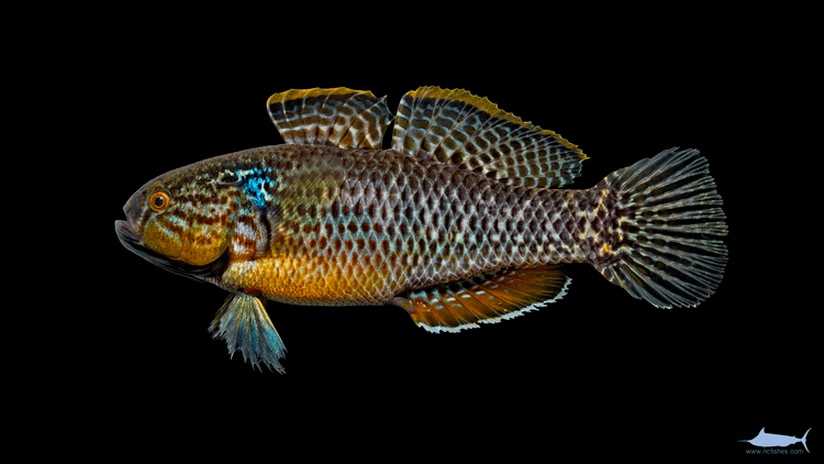 Dormitator Dormitator maculatus Fishes of North Carolina