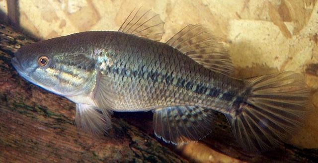 Dormitator Fish Identification