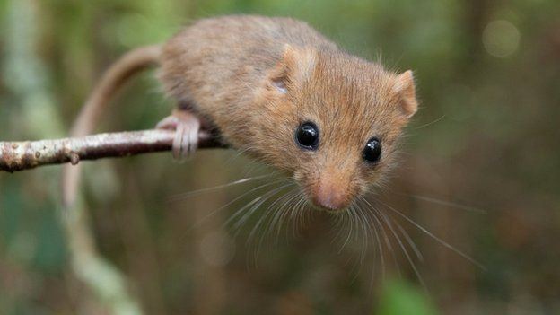 Dormouse Dormice in Britain 39vulnerable to extinction39 BBC News