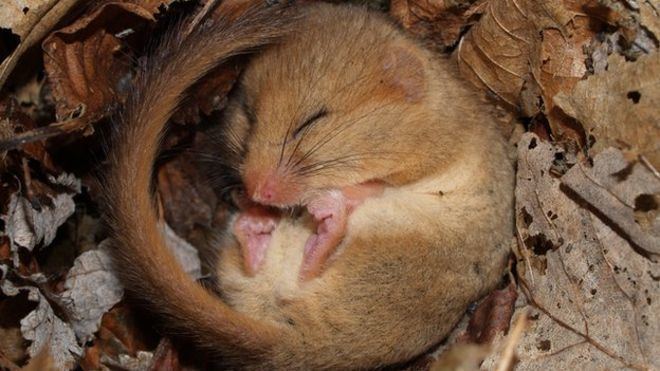 Dormouse Dormice in Britain 39vulnerable to extinction39 BBC News