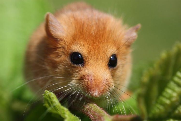 Dormouse 10 things you didn39t know about dormice MNN Mother Nature Network