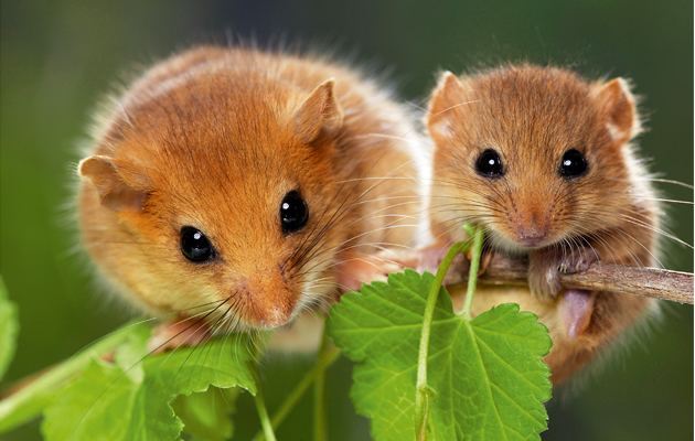Dormouse 11 fascinating facts about the hazel dormouse Country Life