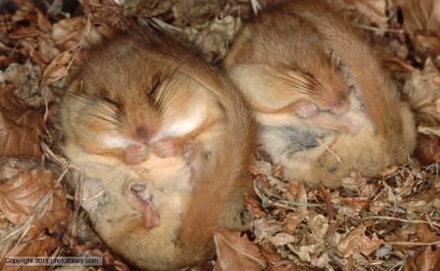 Dormouse BBC Nature Dormice videos news and facts