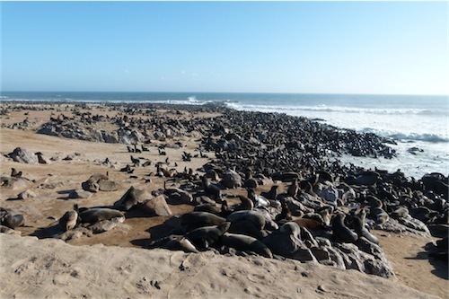 Dorob National Park Dorob National Park Cape Cross Seal Colony Skeleton Coast