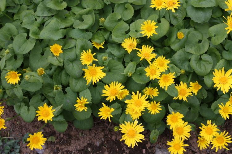 Doronicum orientale FileDoronicum orientale IMG 4001 Kevtvuohenjuuri CJPG Wikimedia