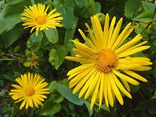Doronicum orientale httpsuploadwikimediaorgwikipediacommonsthu