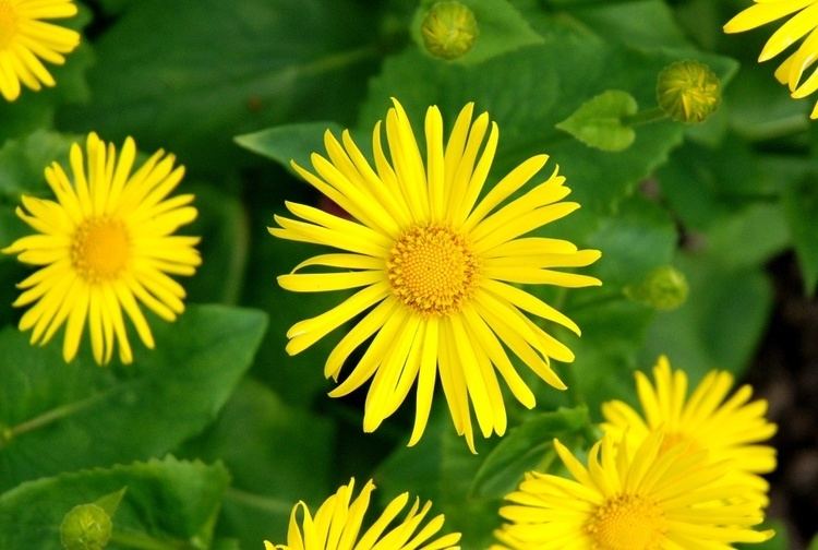 Doronicum Orientale - Alchetron, The Free Social Encyclopedia