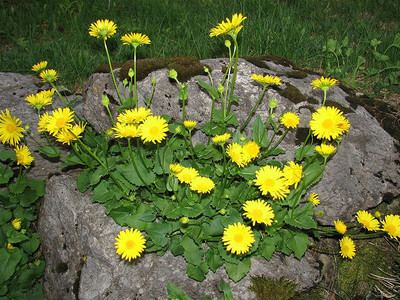 Doronicum orientale Doronicum orientale description and how to grow plantality Wiki