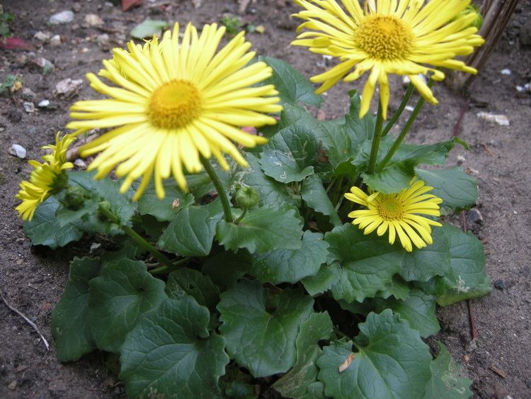 Doronicum orientale Doronicum orientale 39Little Leo39 landscape architect39s pages