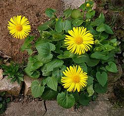 Doronicum orientale Doronicum orientale Wikispecies