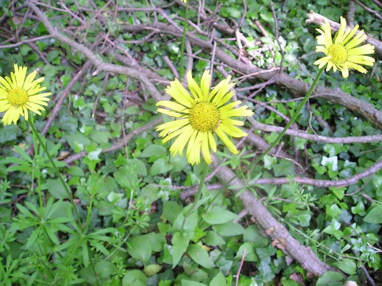 Doronicum plantagineum httpsuploadwikimediaorgwikipediacommonsthu
