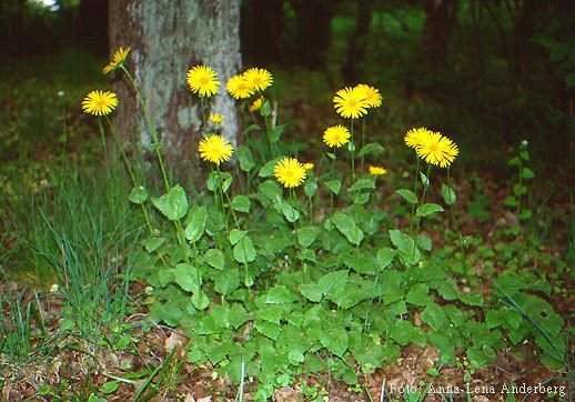 Doronicum plantagineum Den virtuella floran Doronicum plantagineum L Stor gemsrot