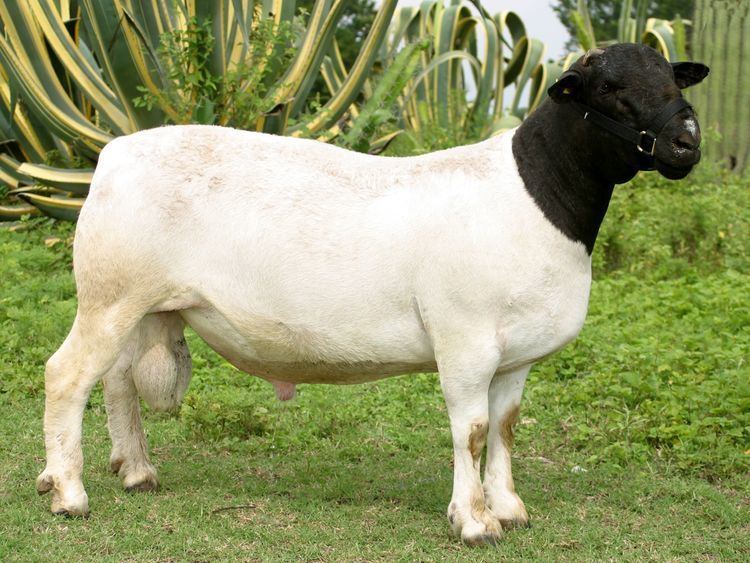 Dorper The Dorper is a South African breed of domestic sheep developed by