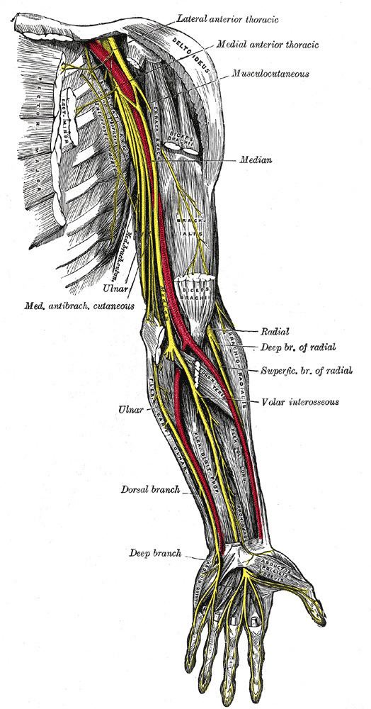 Dorsal branch of ulnar nerve