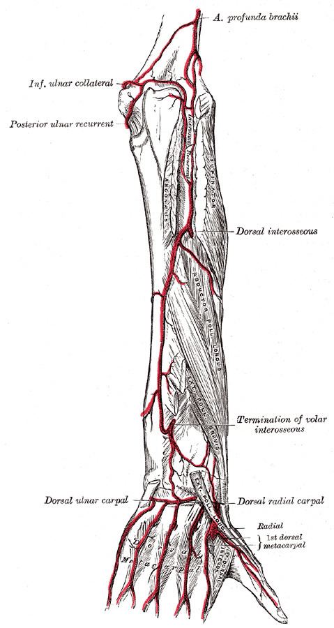Dorsal carpal branch of the ulnar artery