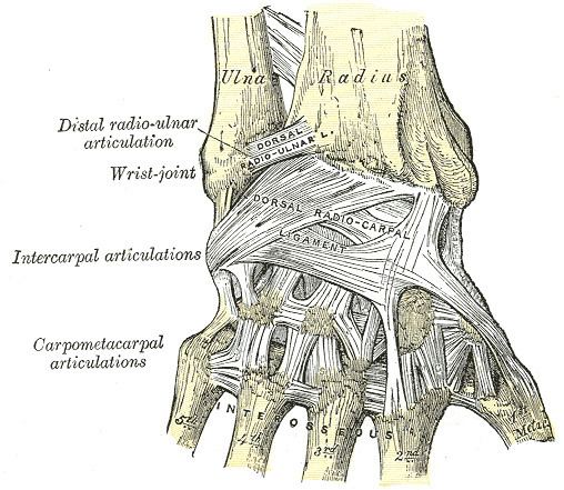 Dorsal carpometacarpal ligaments