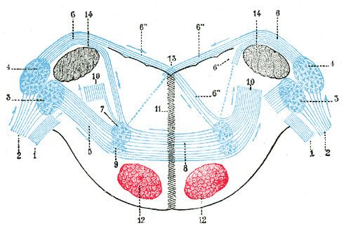 Dorsal cochlear nucleus
