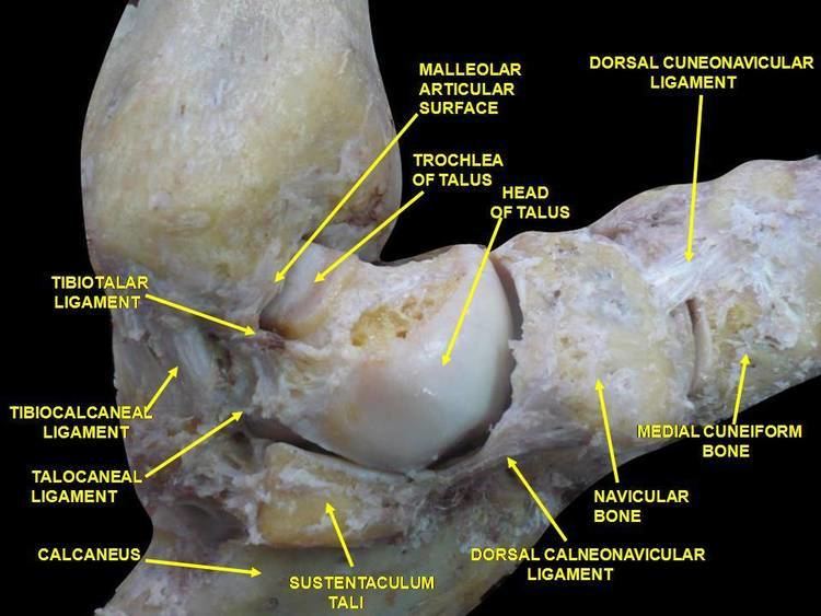 Dorsal cuneonavicular ligaments