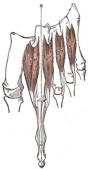 Dorsal interossei of the foot