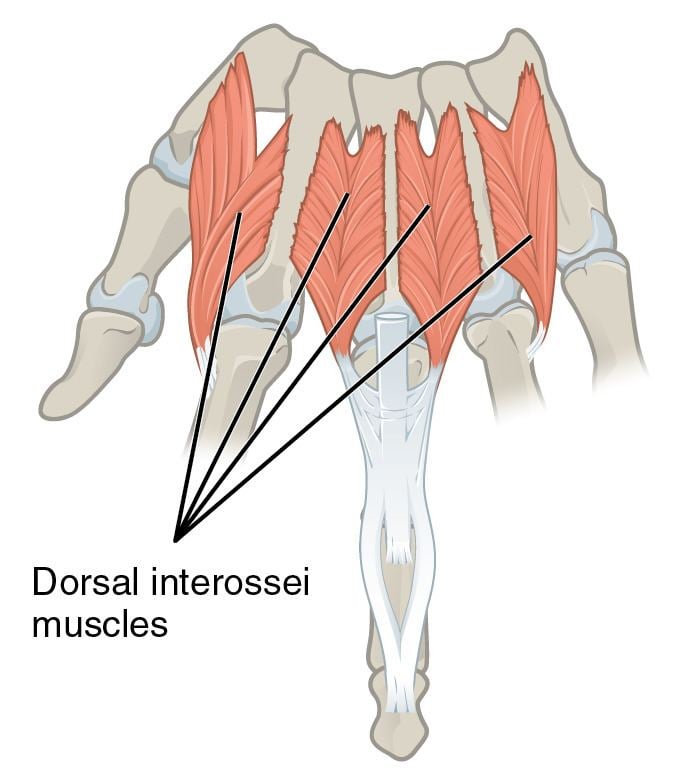 Dorsal interossei of the hand